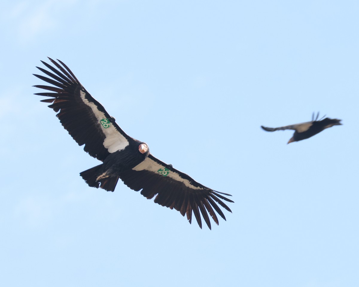 California Condor - patrick barry