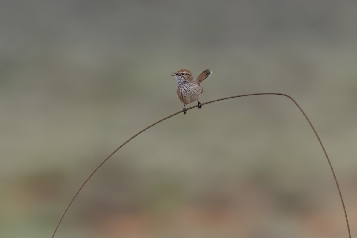 Rufous Fieldwren - ML612768276