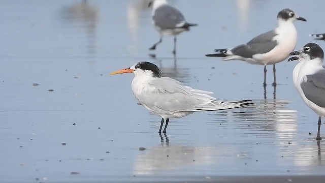 Elegant Tern - ML612768277