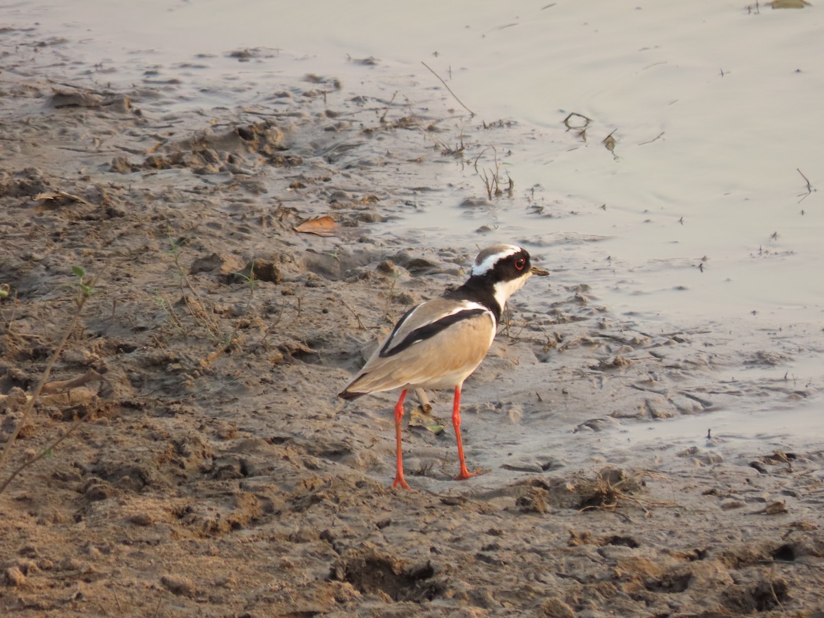 Pied Plover - ML612768306