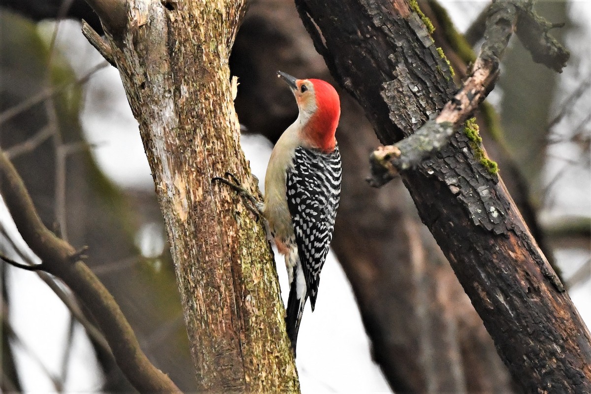 Red-bellied Woodpecker - ML612768391