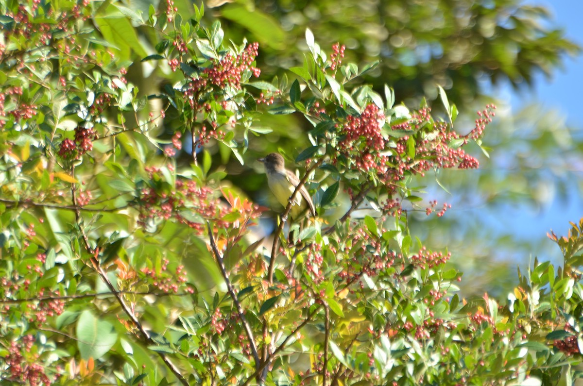 Short-crested Flycatcher - ML612768424