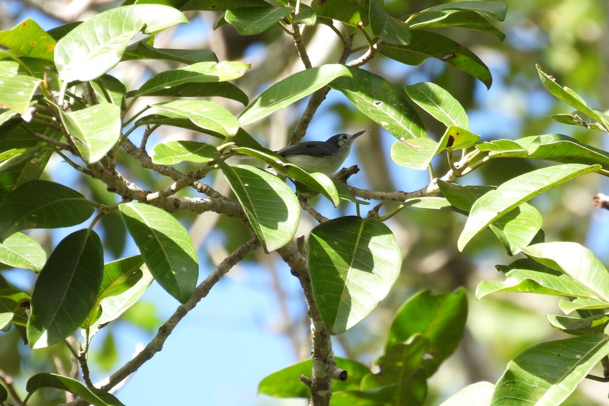 White-browed Gnatcatcher - ML612768426