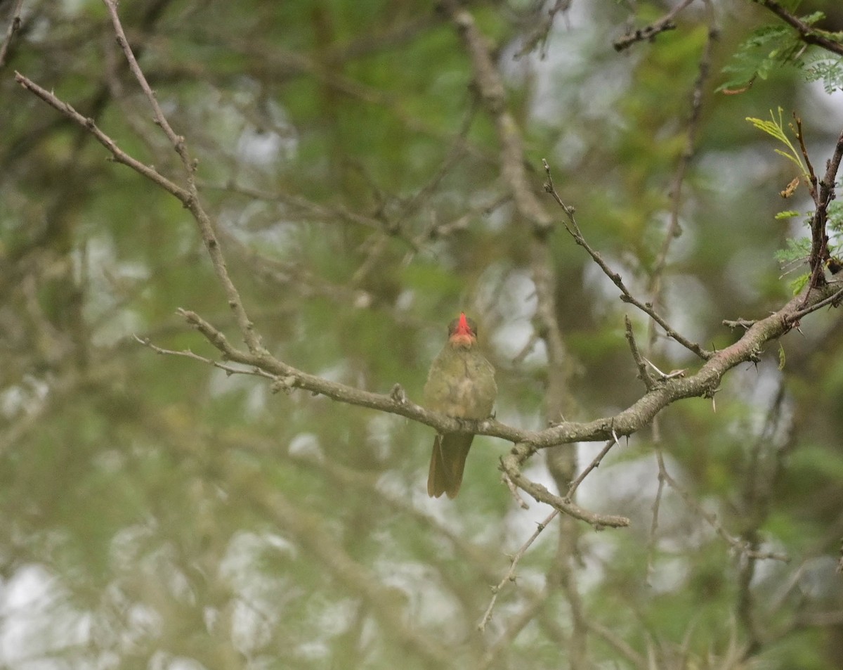 Gilded Hummingbird - ML612768429