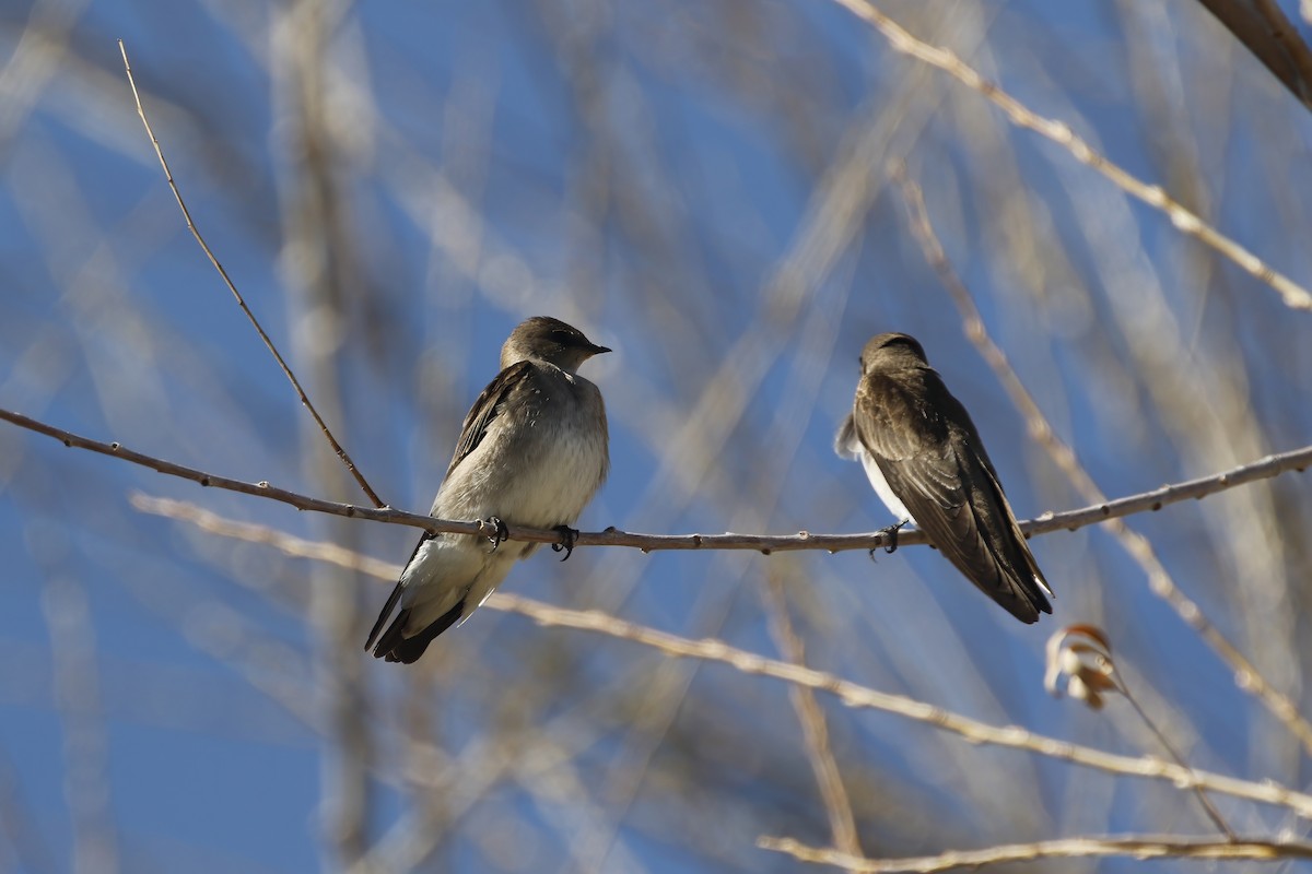 Northern Rough-winged Swallow - ML612768447