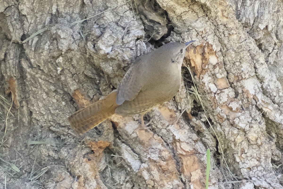 House Wren (Southern) - ML612768553