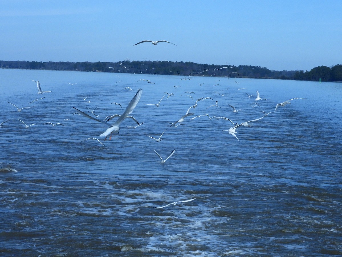 Bonaparte's Gull - ML612768615