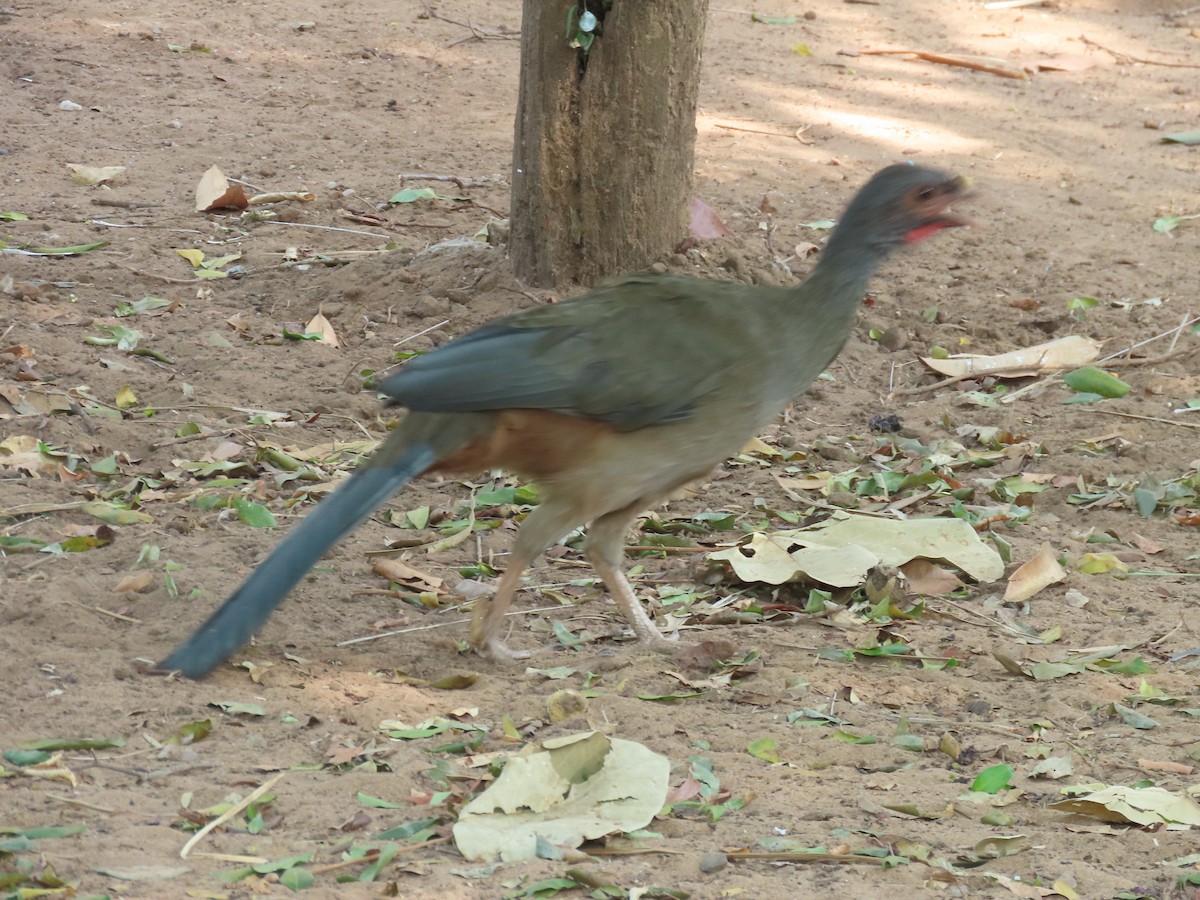 Chachalaca Charata - ML612768657