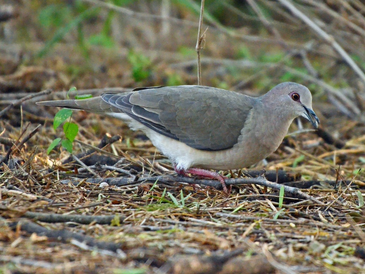 White-tipped Dove - Joel McNeal