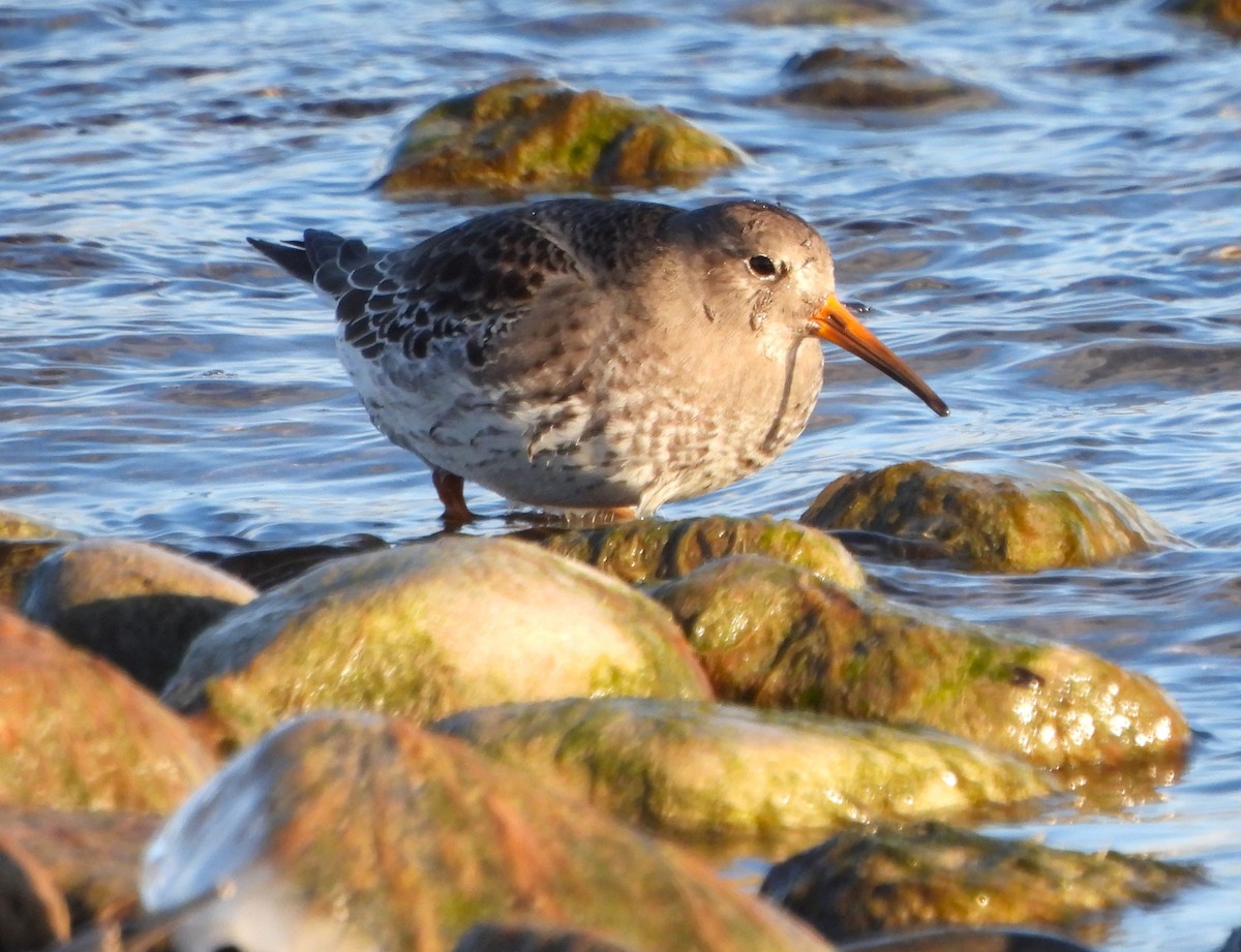 Purple Sandpiper - ML612768714