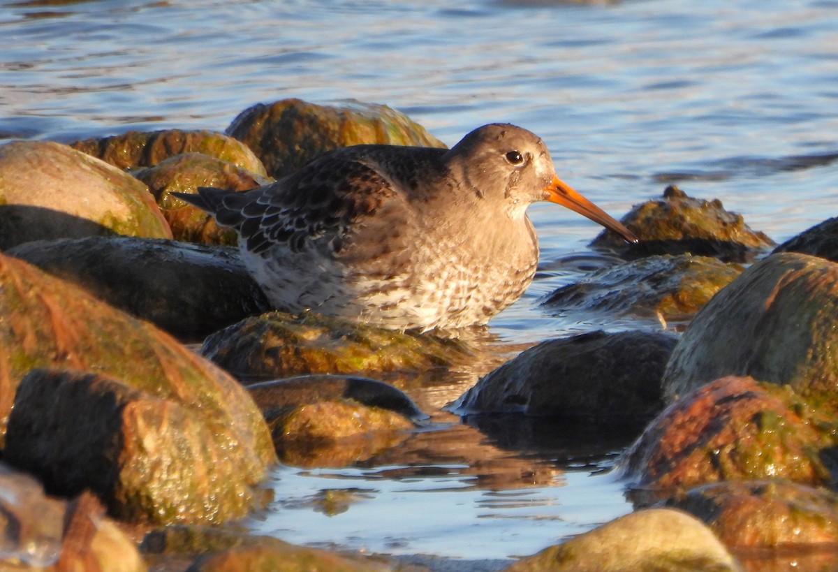 Purple Sandpiper - ML612768715