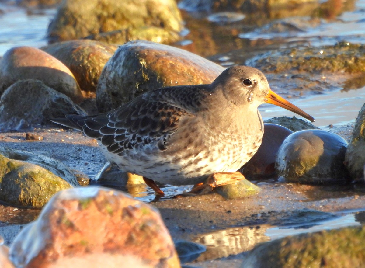 Purple Sandpiper - ML612768738