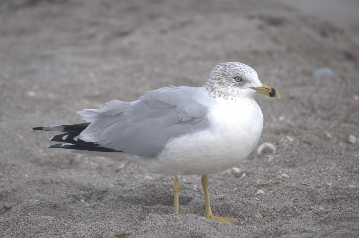 Ring-billed Gull - ML612768821