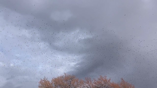 זרזיר מצוי - ML612768849