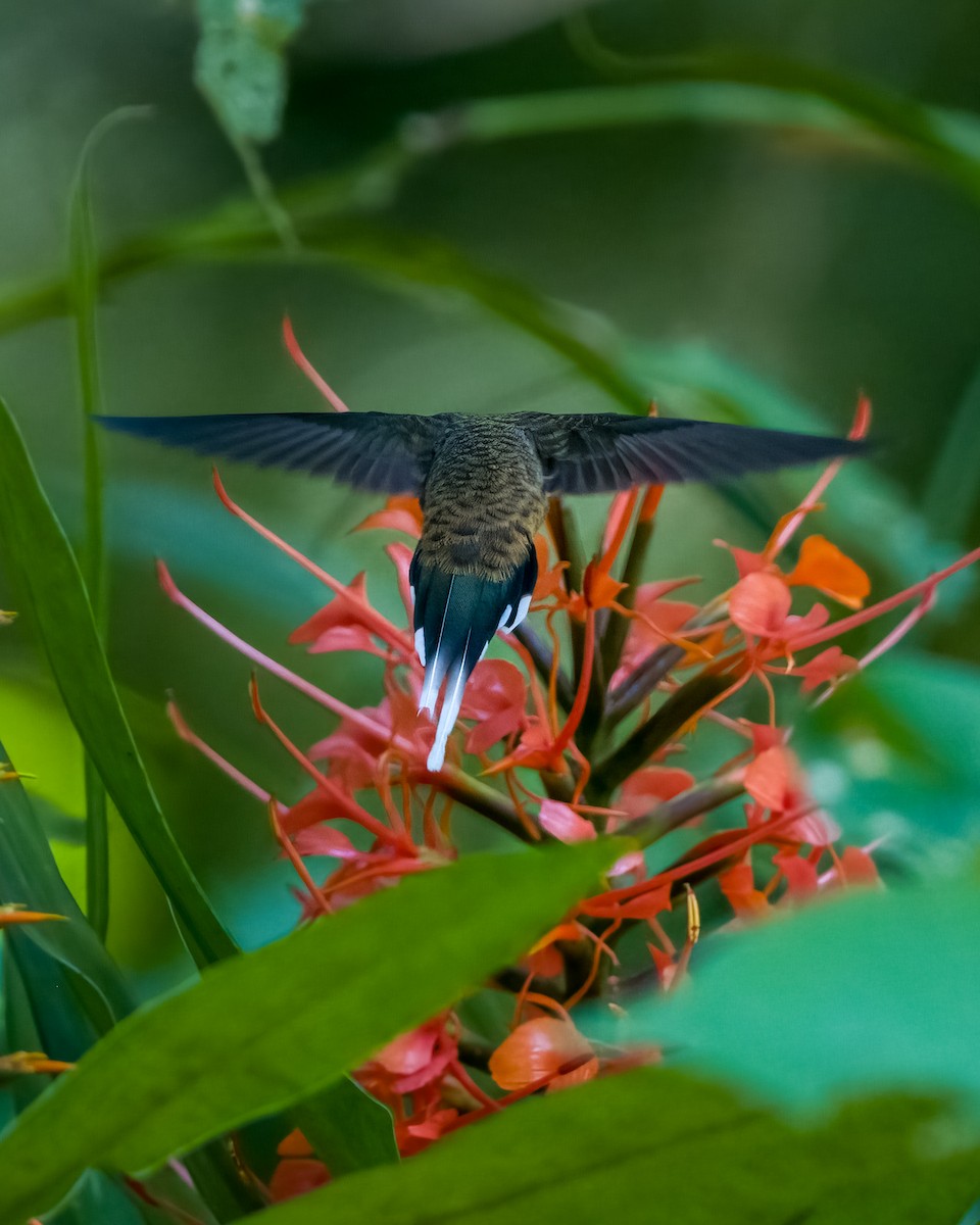 kolibřík šupinkohrdlý - ML612768883