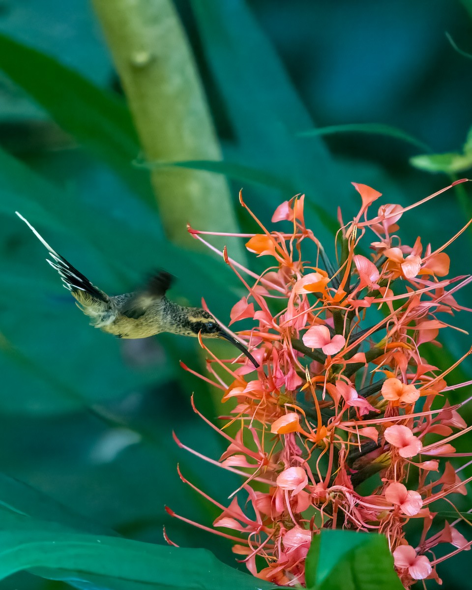 kolibřík šupinkohrdlý - ML612768885
