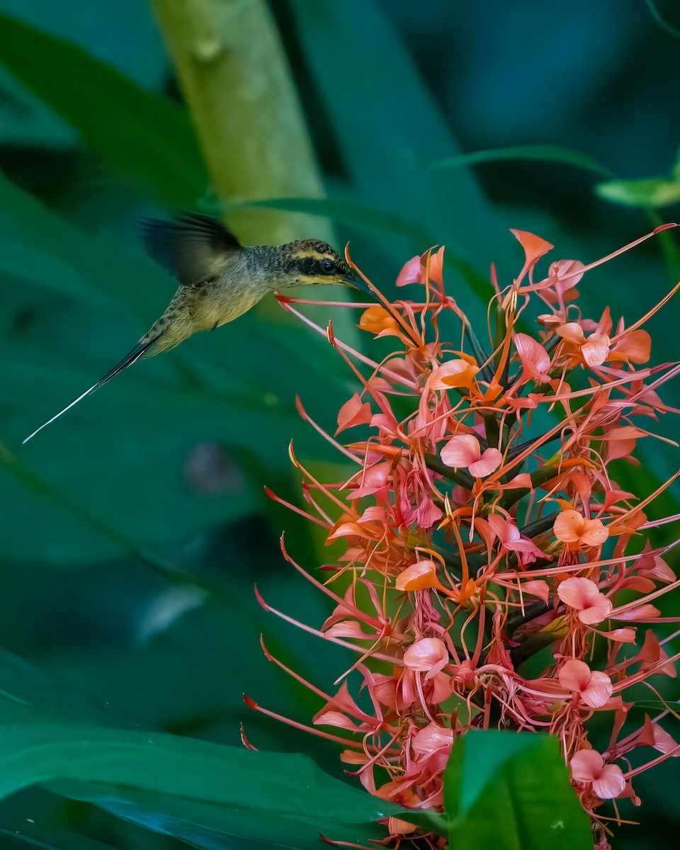 Scale-throated Hermit - ML612768886