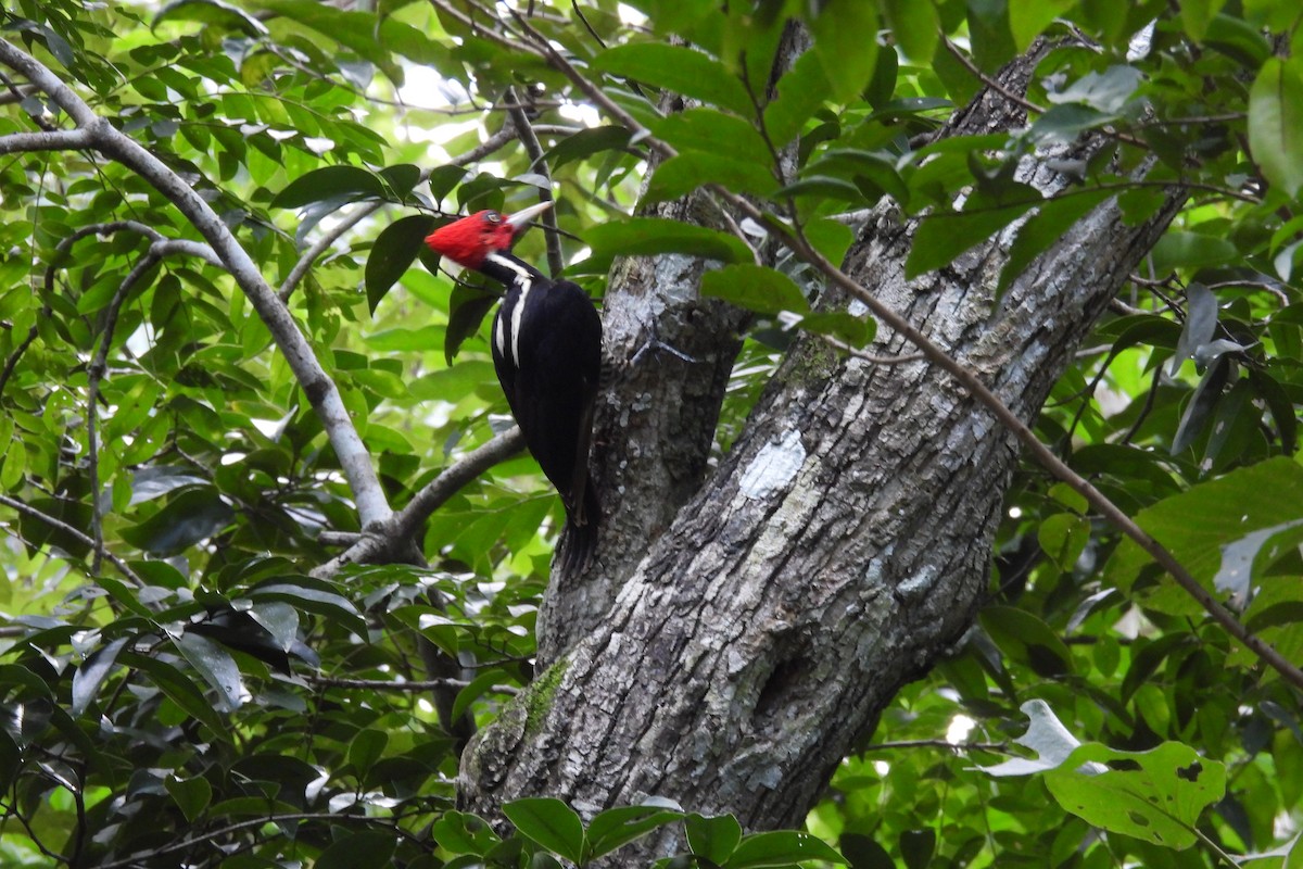 Pale-billed Woodpecker - ML612768939