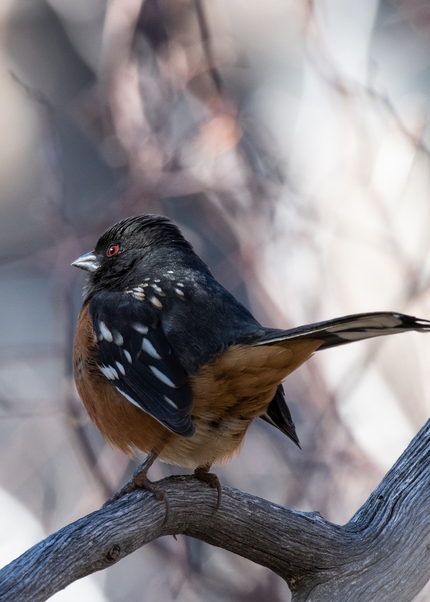 Spotted Towhee - ML612769037