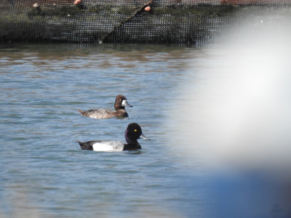 Lesser Scaup - ML612769072