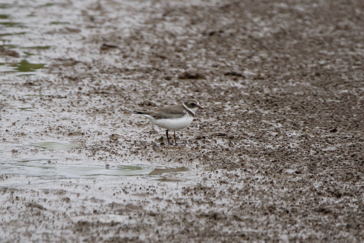 Semipalmated Plover - ML612769099