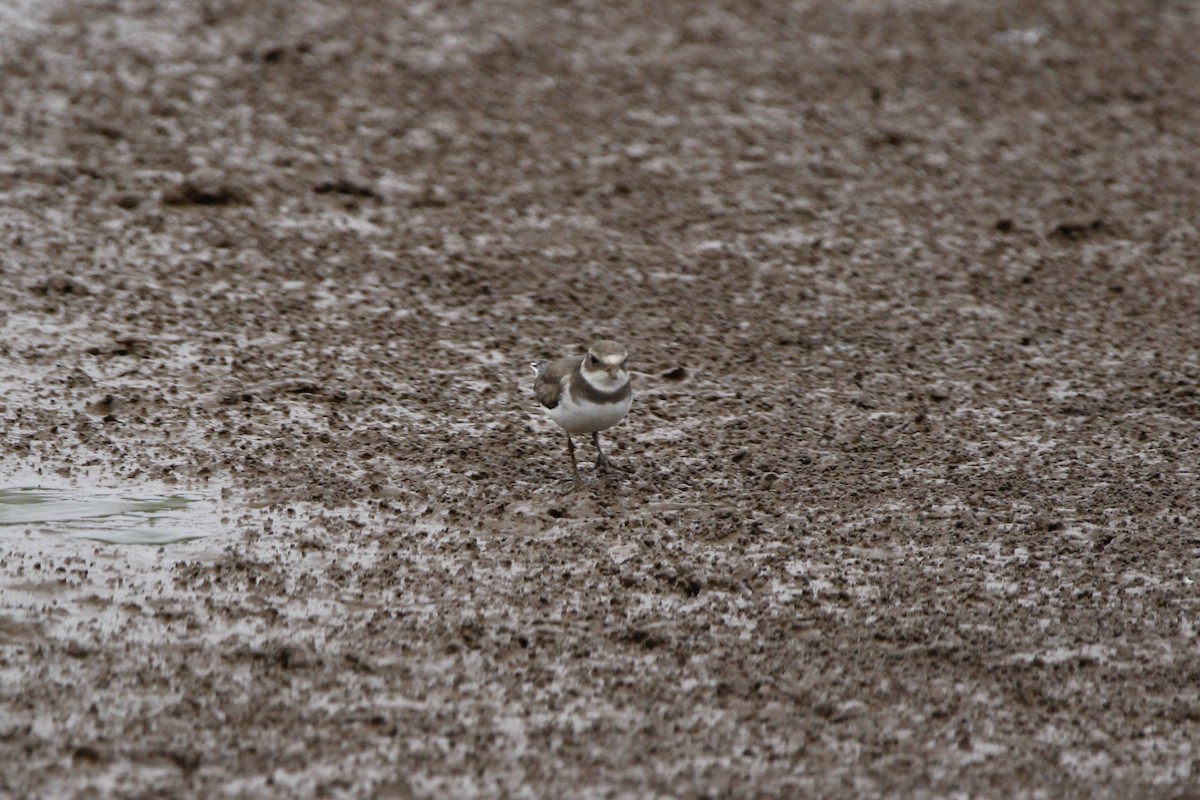 Semipalmated Plover - ML612769101