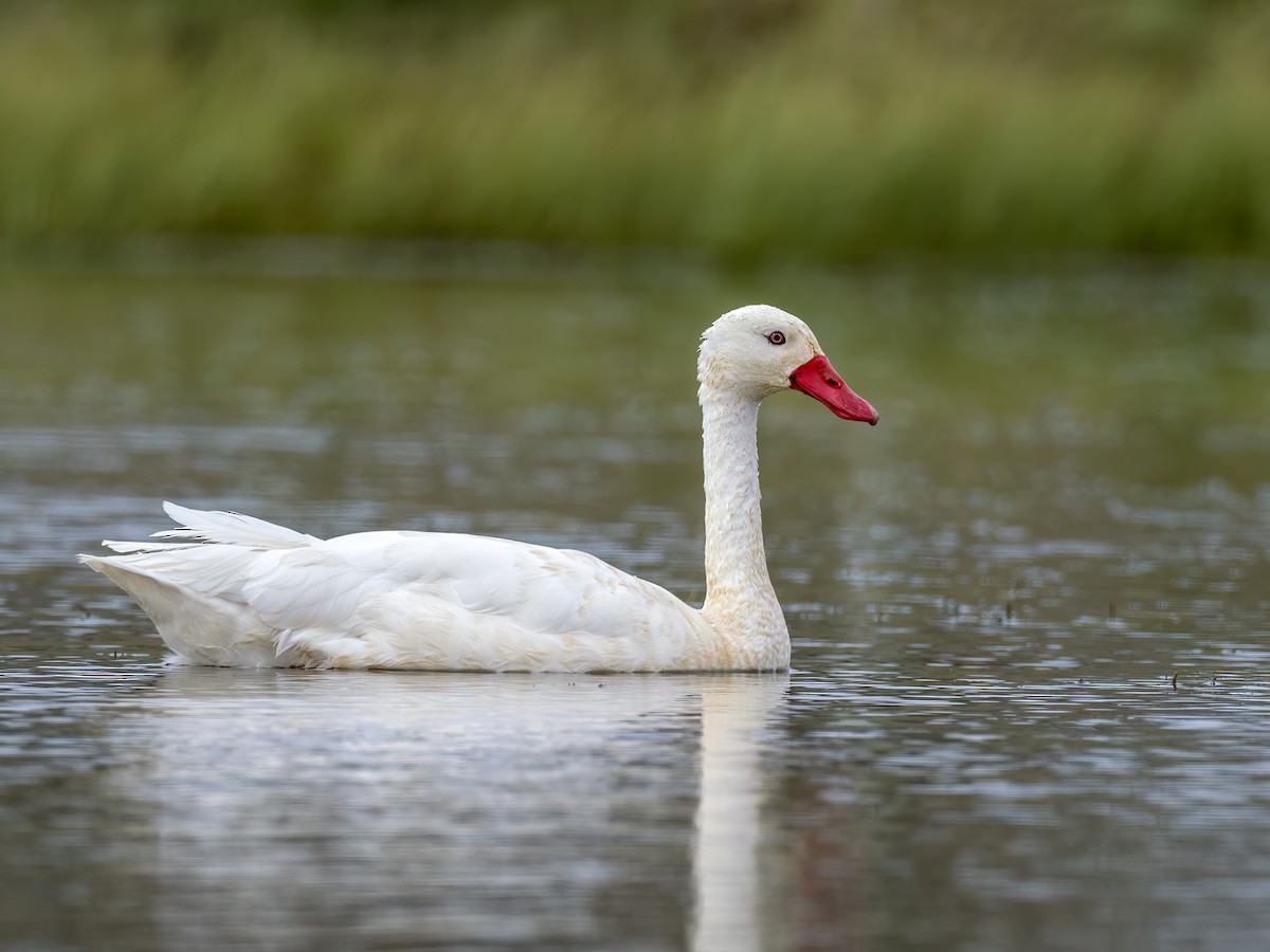 Coscoroba Swan - Andres Vasquez Noboa