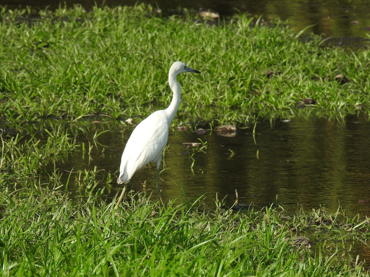 Little Blue Heron - Juan D Astorga