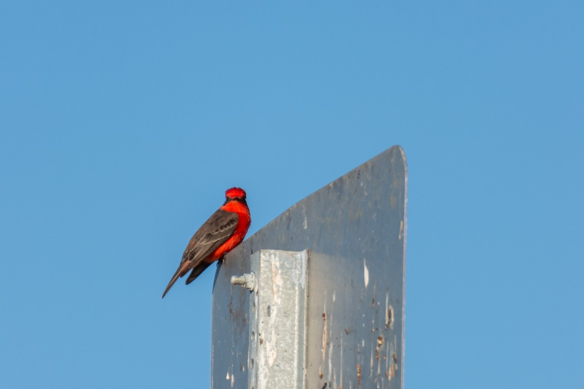 Vermilion Flycatcher - ML612769176