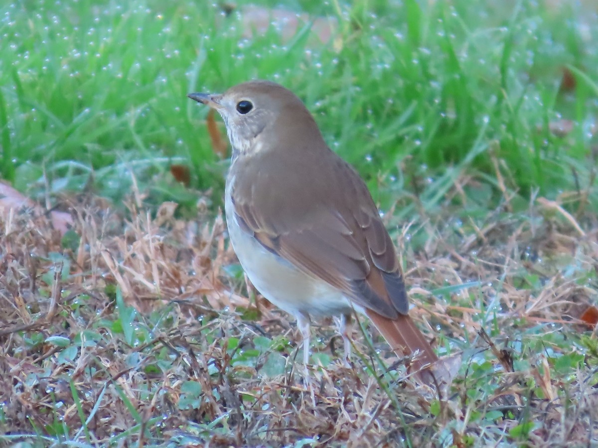 Hermit Thrush - ML612769179