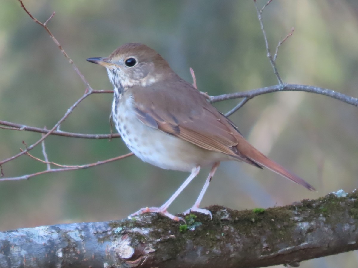 Hermit Thrush - ML612769181
