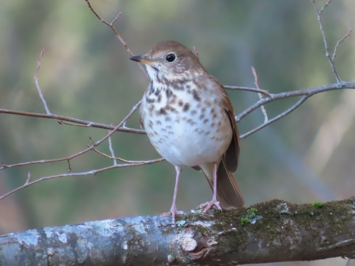 Hermit Thrush - ML612769182