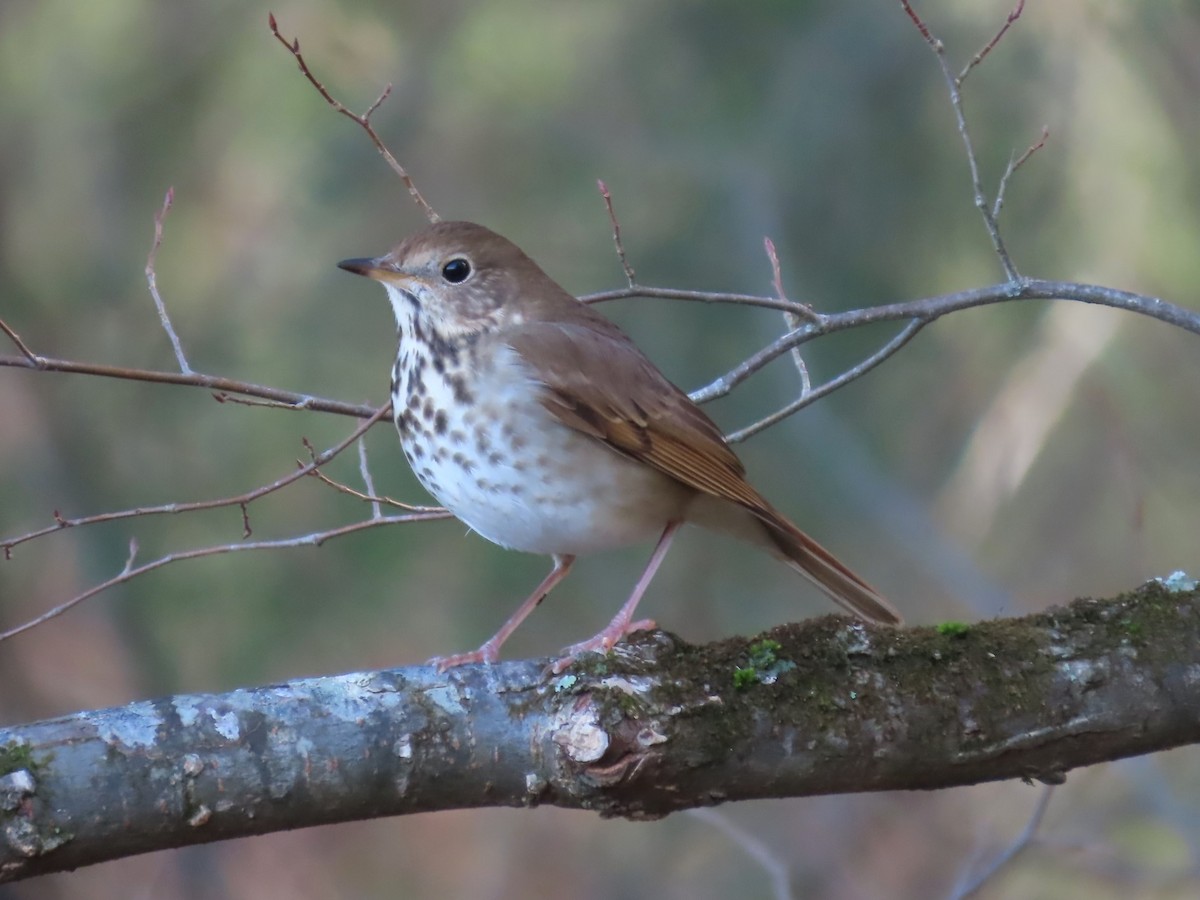 Hermit Thrush - ML612769183