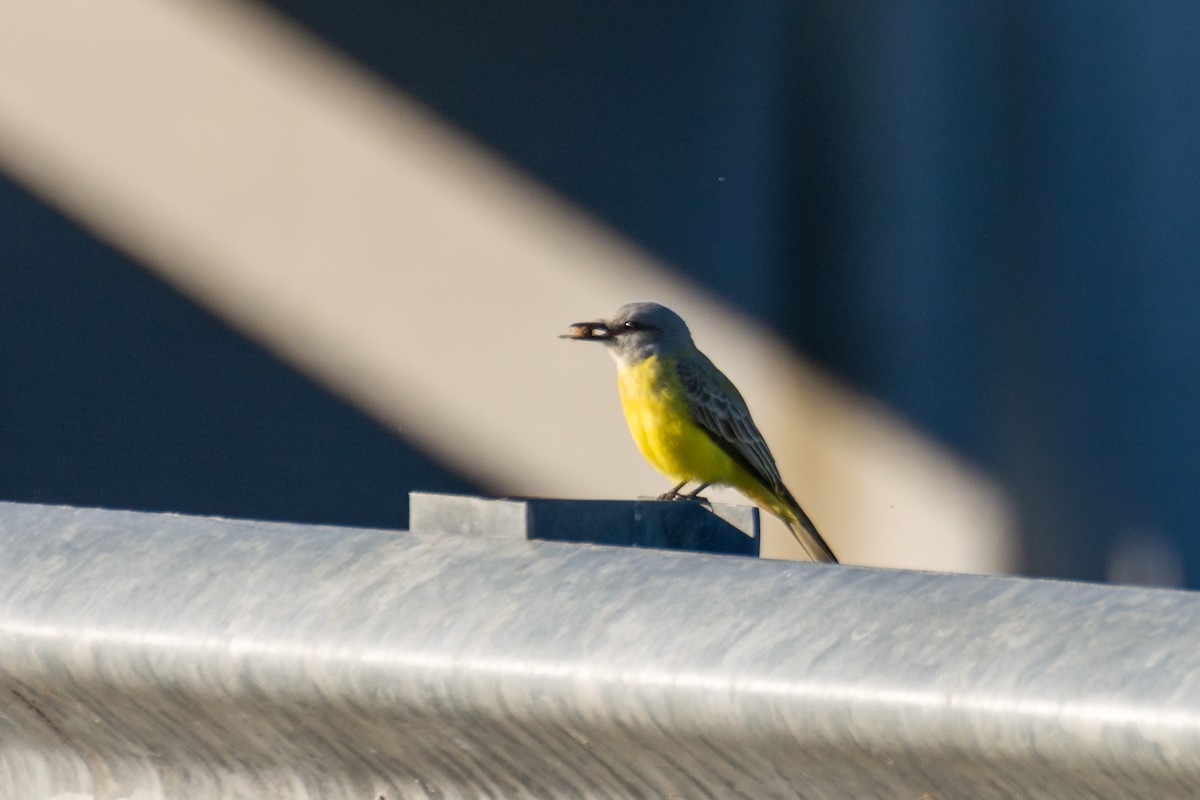 Tropical Kingbird - Camille Merrell