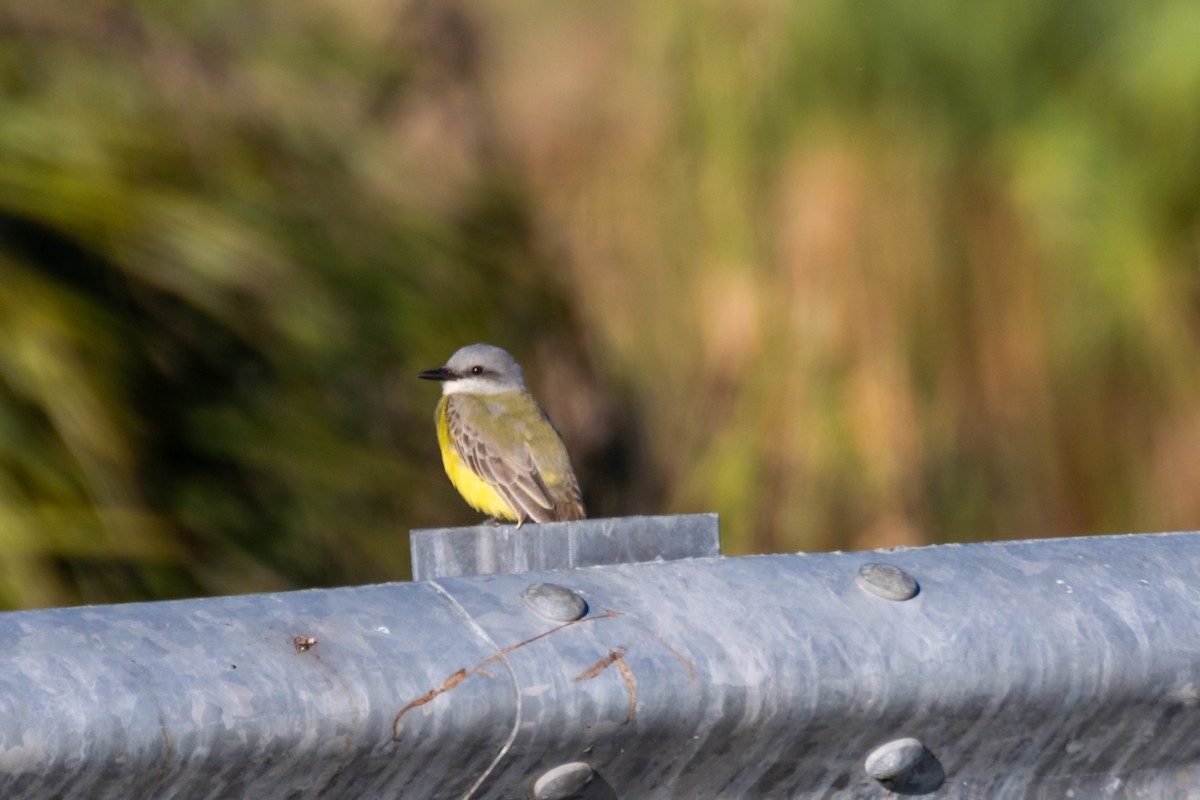 Tropical Kingbird - ML612769185