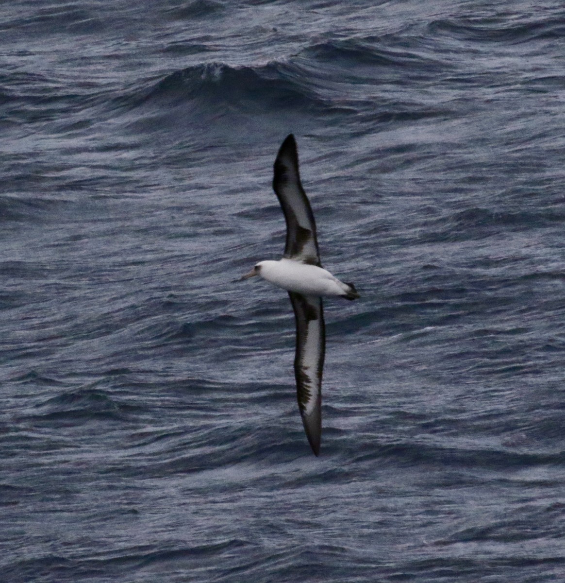 Laysan Albatrosu - ML612769204