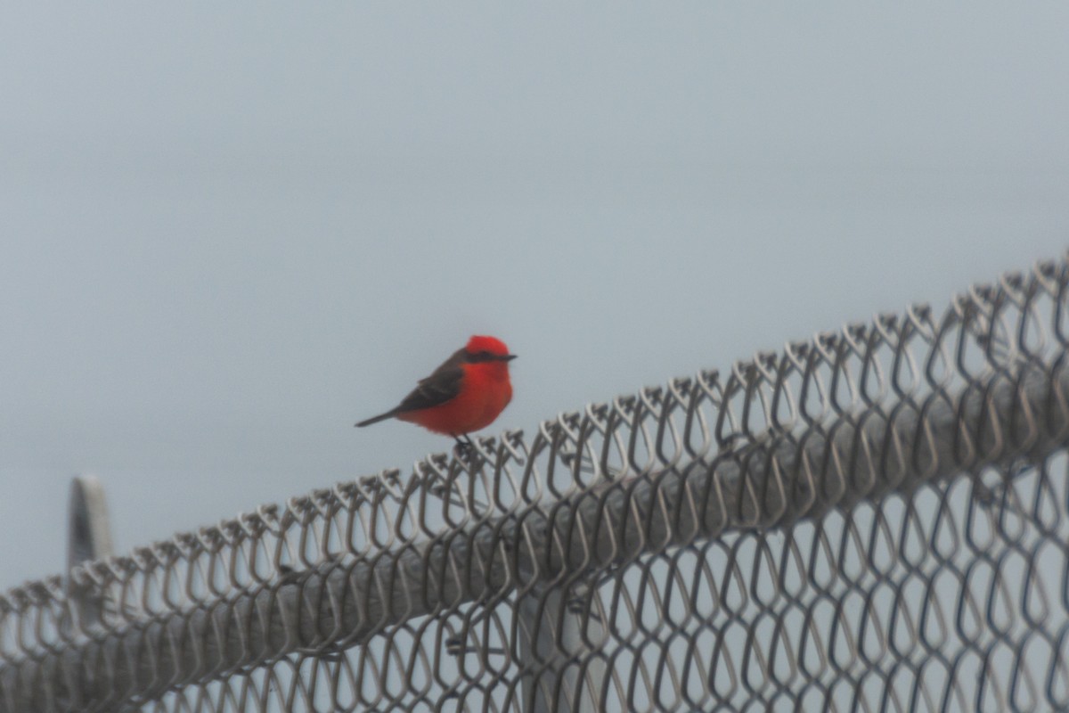 Vermilion Flycatcher - Camille Merrell