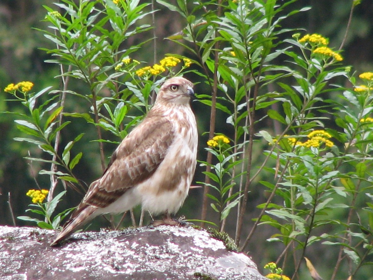 Madagascar Buzzard - ML612769249