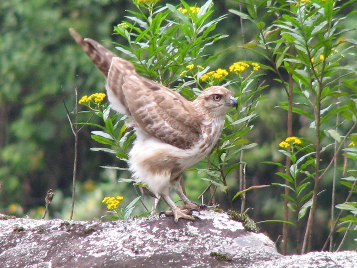 Madagascar Buzzard - ML612769250