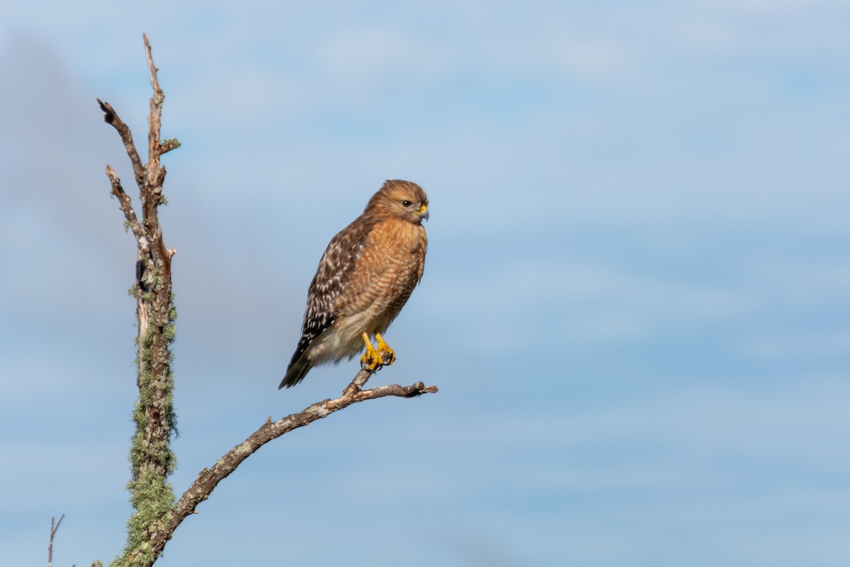 Red-shouldered Hawk - Camille Merrell