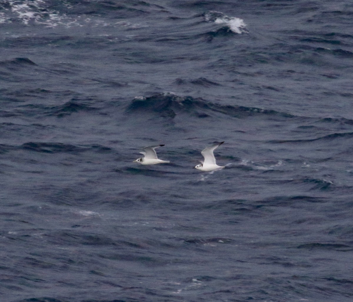 Black-legged Kittiwake - ML612769319