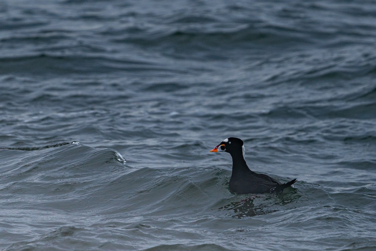 Surf Scoter - ML612769455