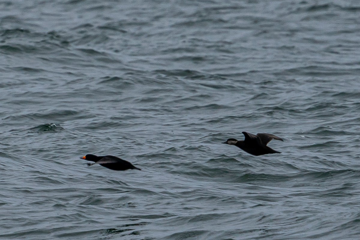 Black Scoter - ML612769458