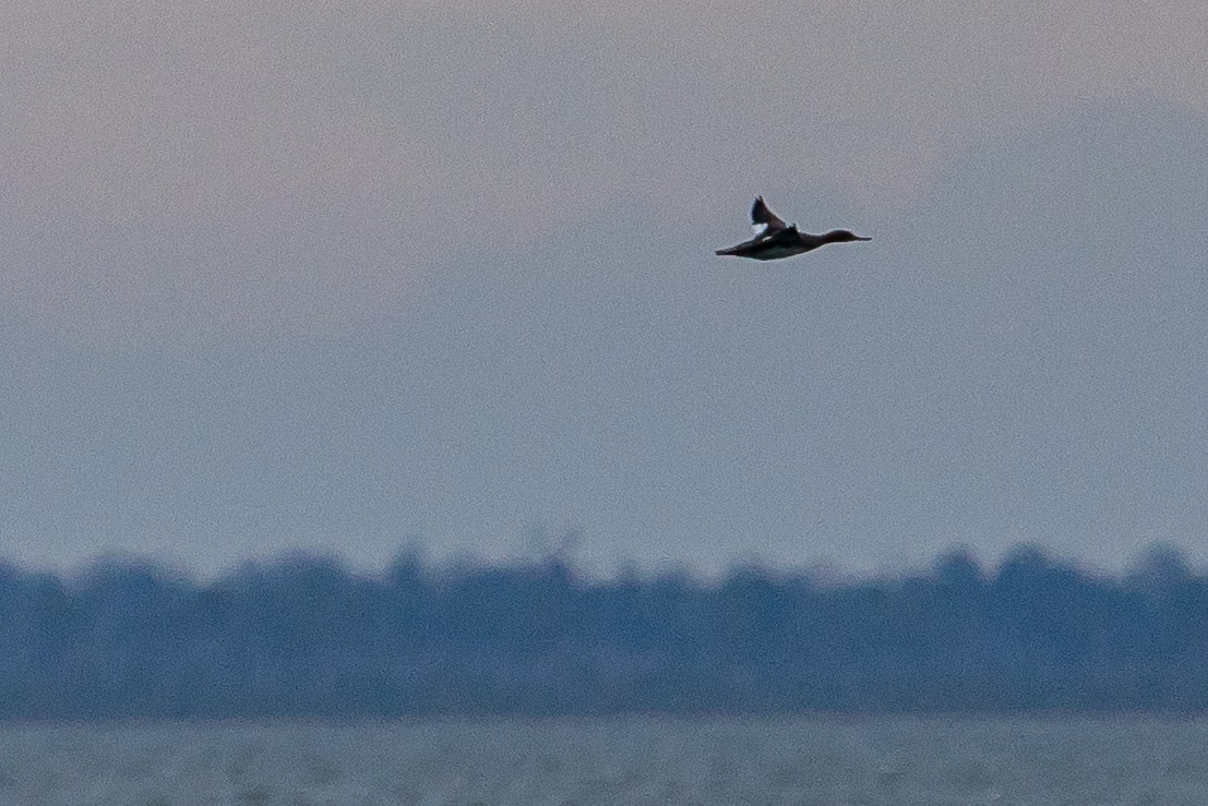 Red-breasted Merganser - ML612769473