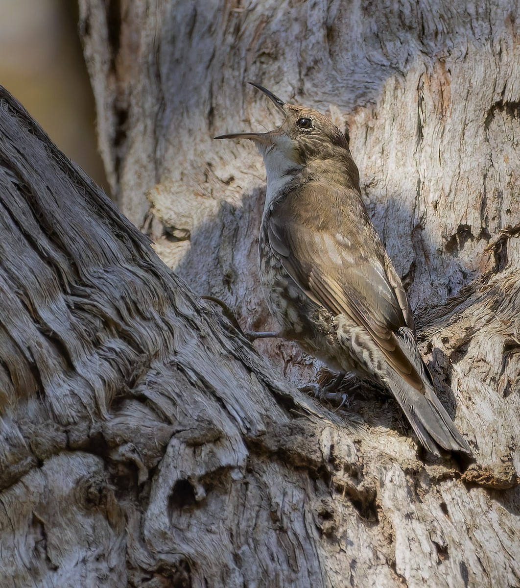 White-throated Treecreeper - Bruce Ward-Smith