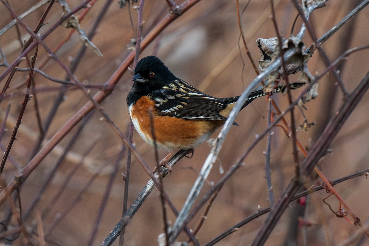 Spotted Towhee - ML612769492