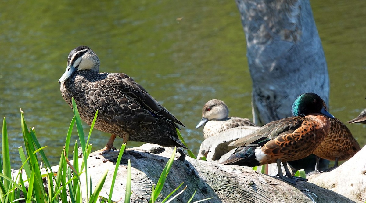 Canard à sourcils - ML612769521