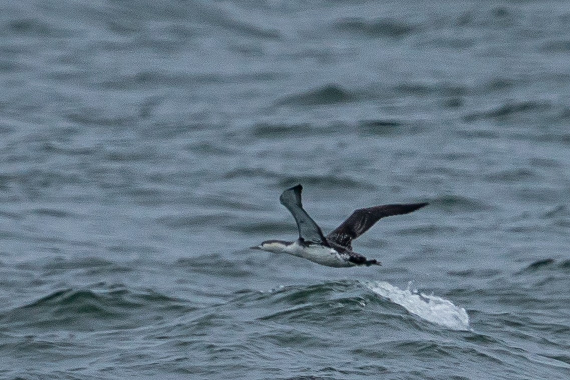 Red-throated Loon - ML612769526