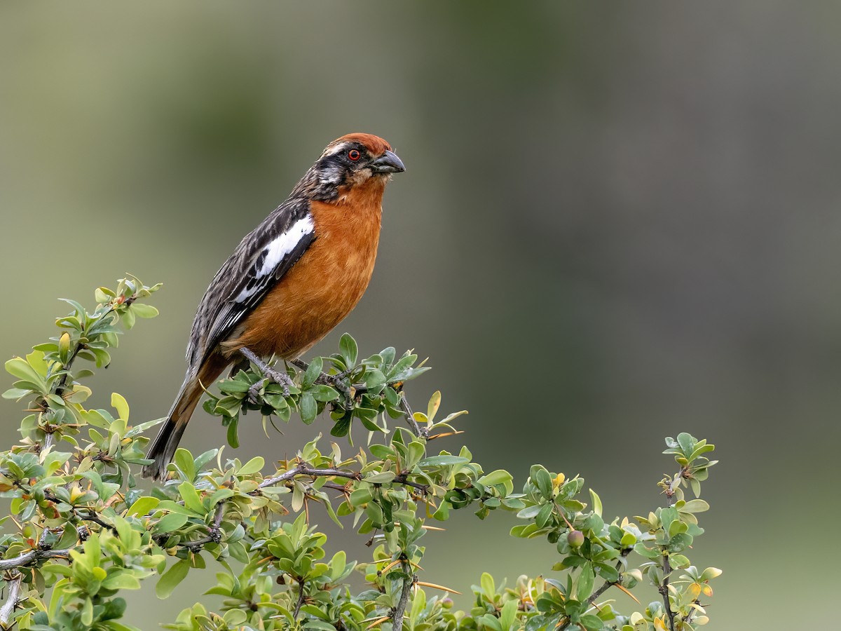 Rufous-tailed Plantcutter - Andres Vasquez Noboa