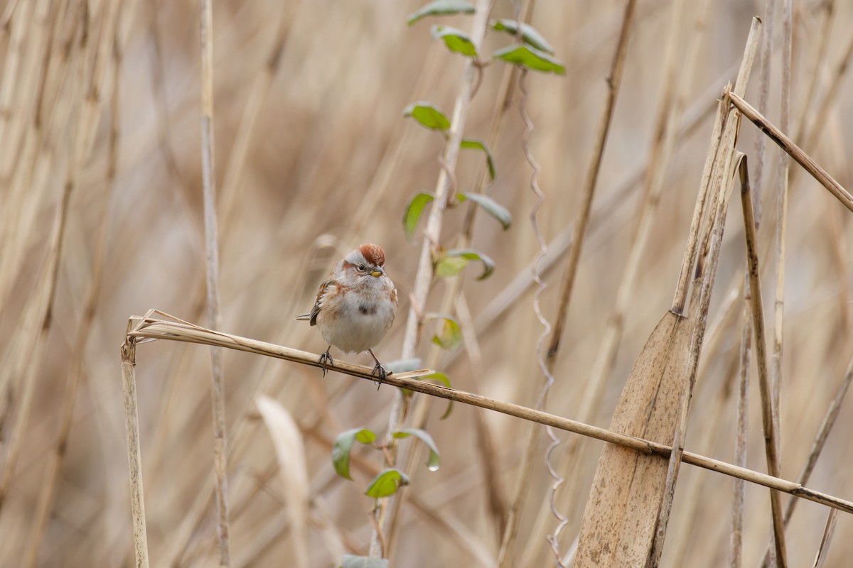 American Tree Sparrow - ML612769600